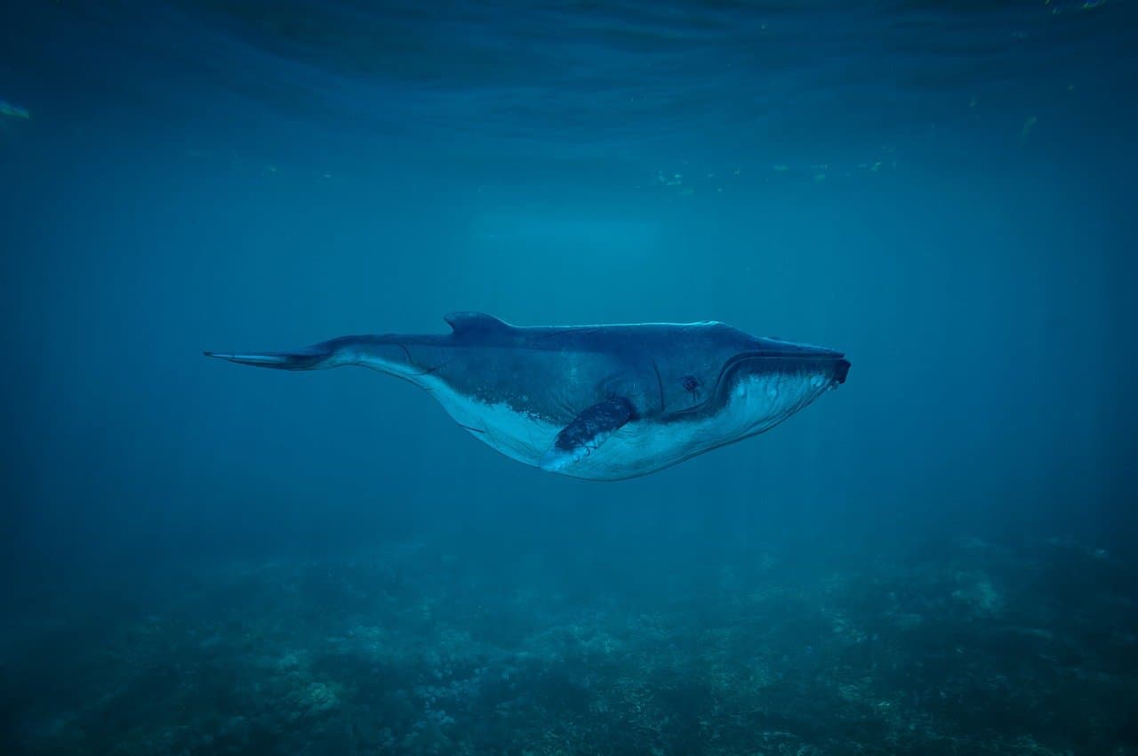 Deep pelagic drop-off documentation photograph from a marine reserve