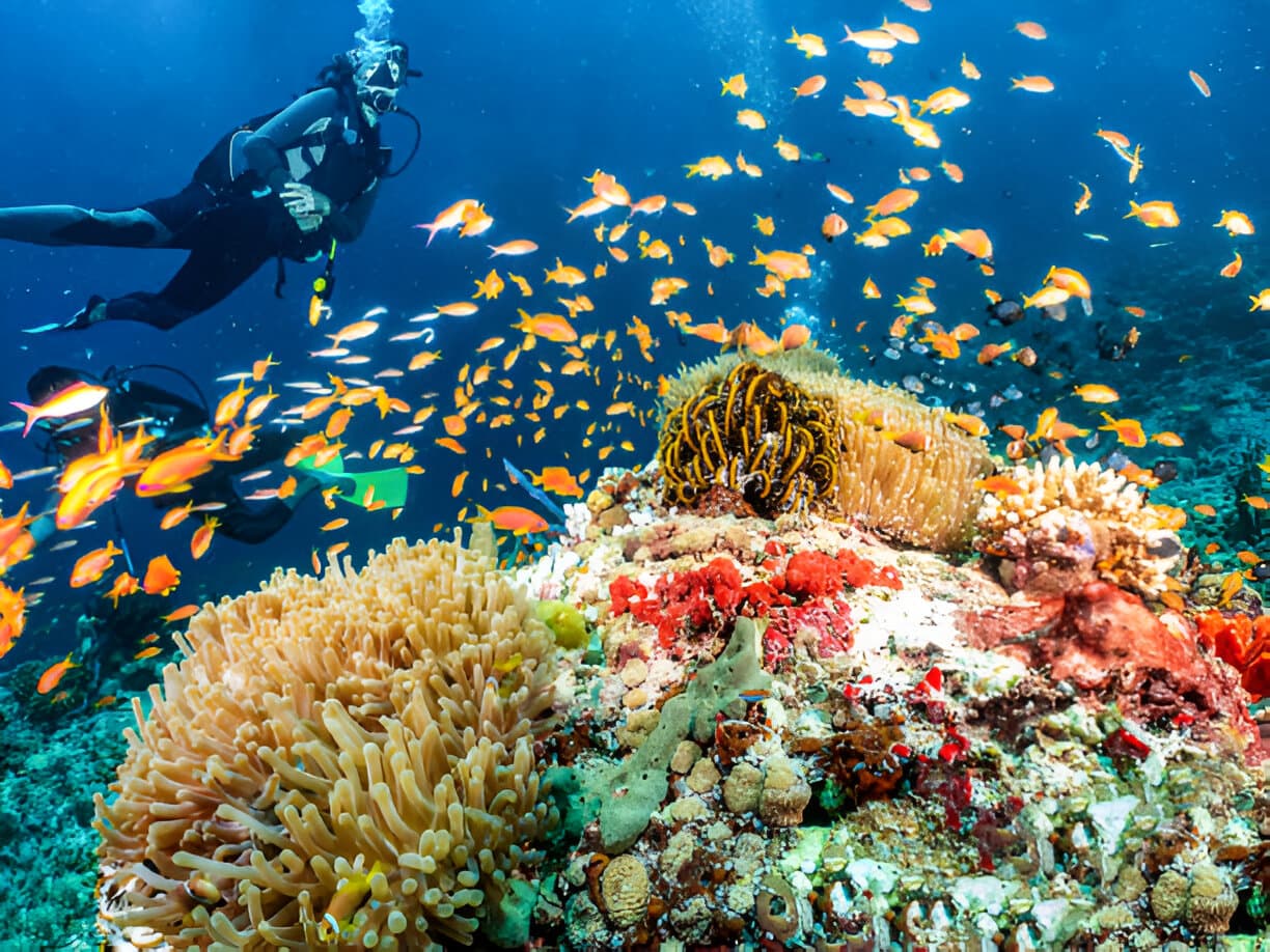 Wide reef photograph from the Bimini capture library — coral head with schooling fish